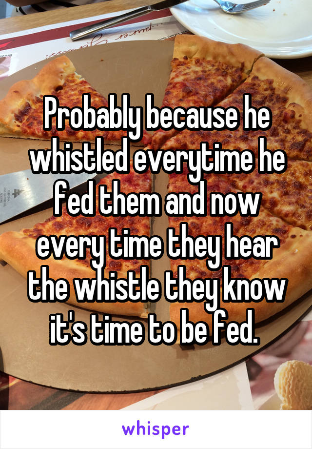 Probably because he whistled everytime he fed them and now every time they hear the whistle they know it's time to be fed. 