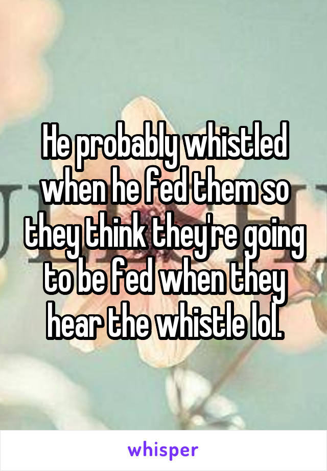 He probably whistled when he fed them so they think they're going to be fed when they hear the whistle lol.