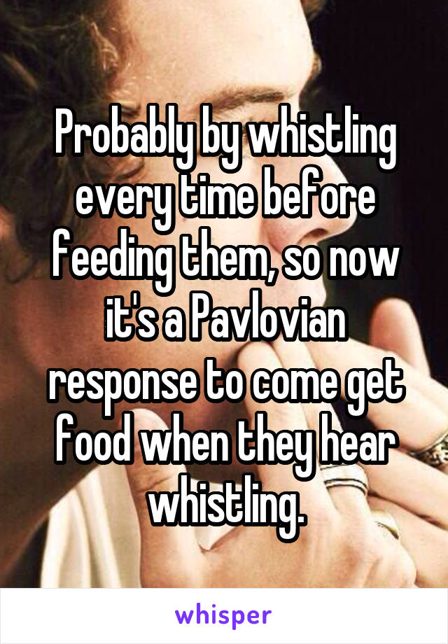 Probably by whistling every time before feeding them, so now it's a Pavlovian response to come get food when they hear whistling.