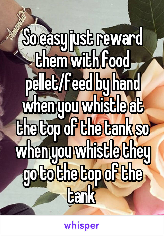 So easy just reward them with food pellet/feed by hand when you whistle at the top of the tank so when you whistle they go to the top of the tank 