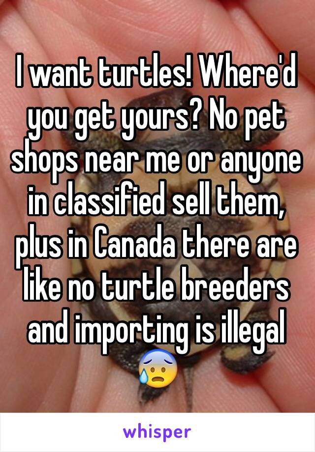 I want turtles! Where'd you get yours? No pet shops near me or anyone in classified sell them, plus in Canada there are like no turtle breeders and importing is illegal 😰