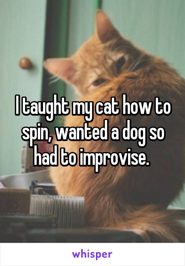 I taught my cat how to spin, wanted a dog so had to improvise. 