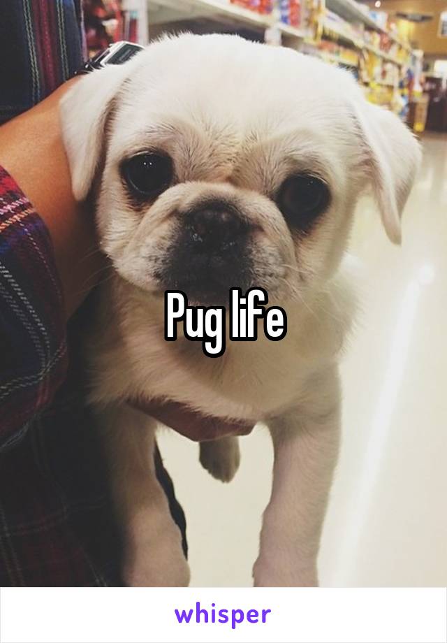 Pug life