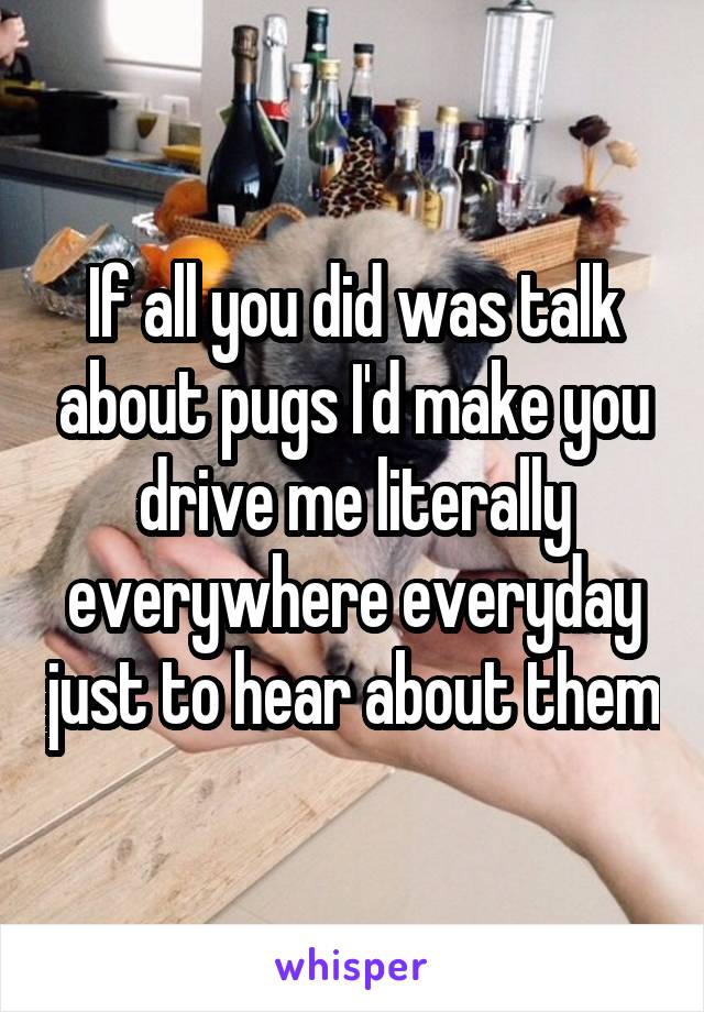 If all you did was talk about pugs I'd make you drive me literally everywhere everyday just to hear about them