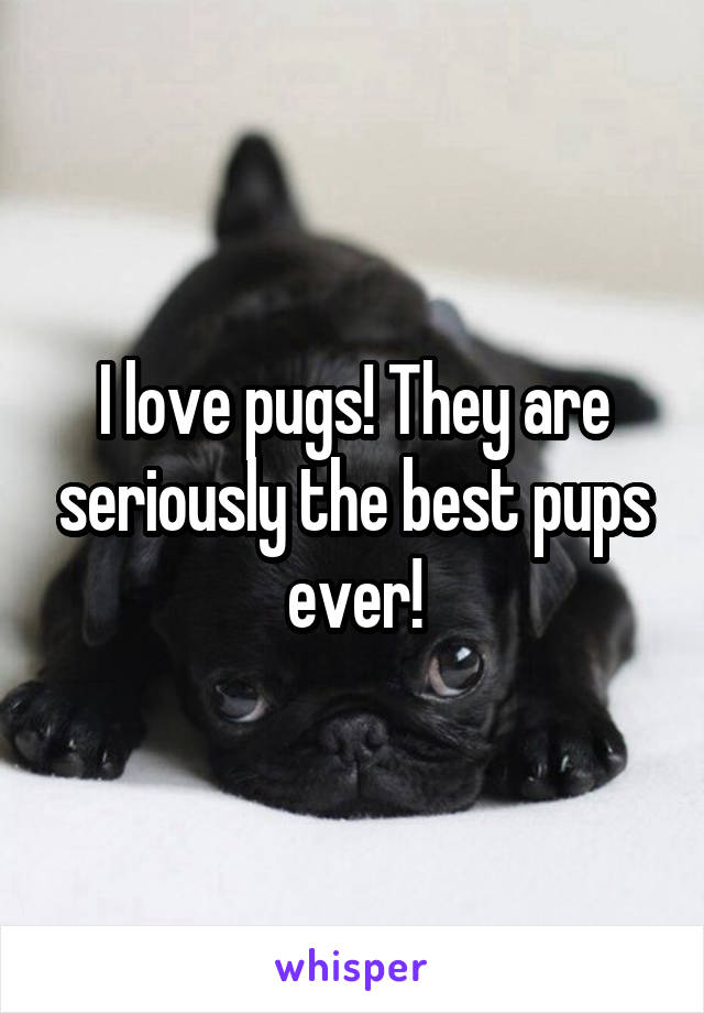 I love pugs! They are seriously the best pups ever!