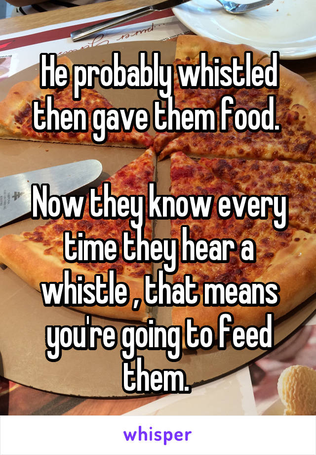 He probably whistled then gave them food. 

Now they know every time they hear a whistle , that means you're going to feed them. 