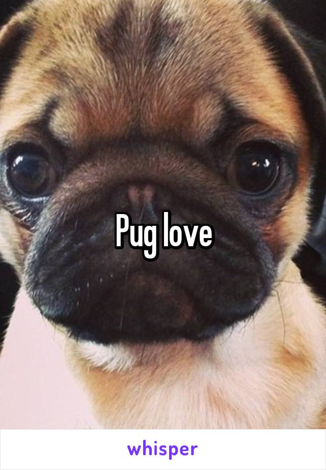 Pug love