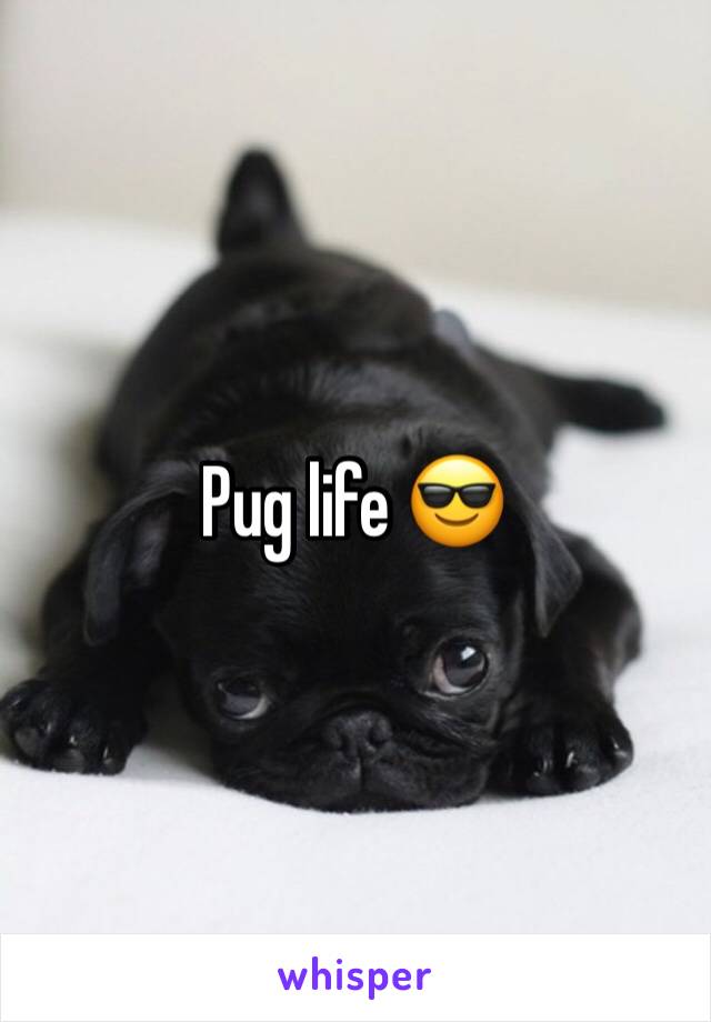 Pug life 😎