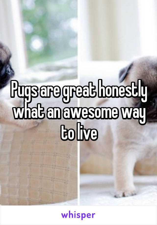 Pugs are great honestly what an awesome way to live