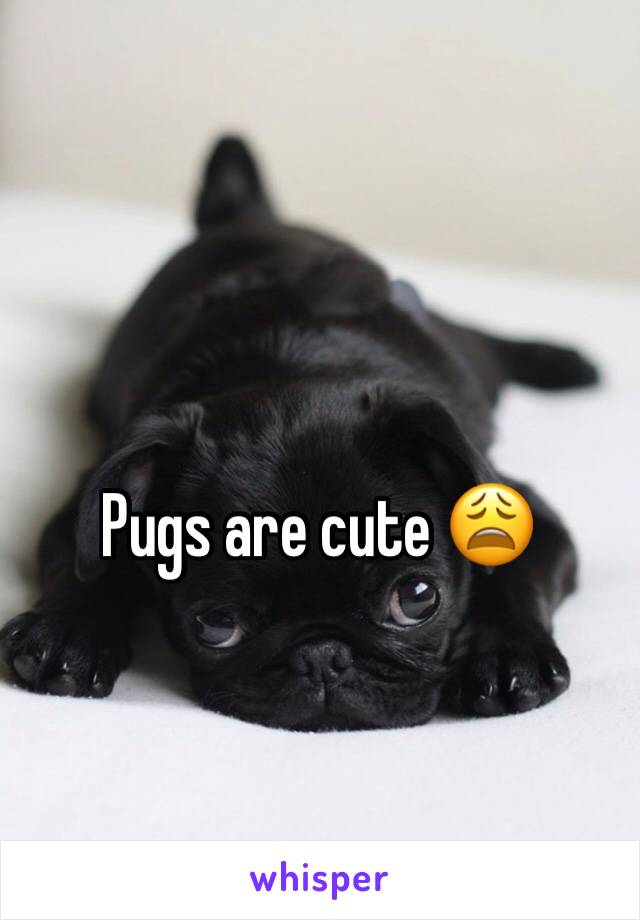 Pugs are cute 😩