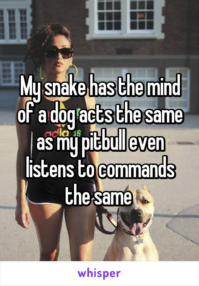 My snake has the mind of a dog acts the same as my pitbull even listens to commands the same 