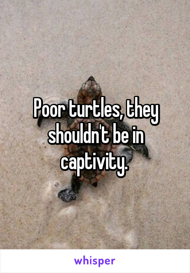 Poor turtles, they shouldn't be in captivity. 