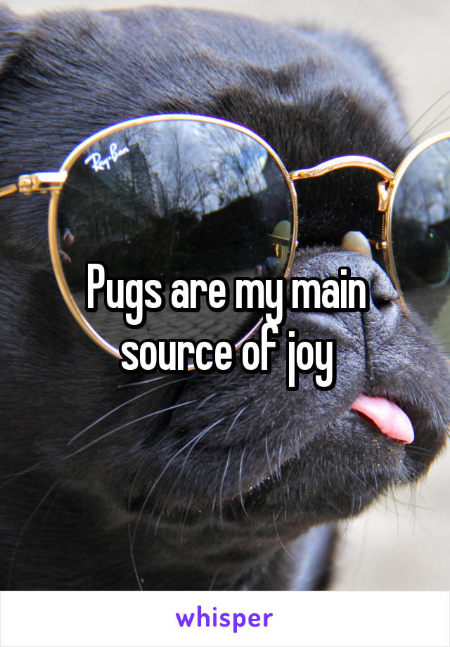 Pugs are my main source of joy