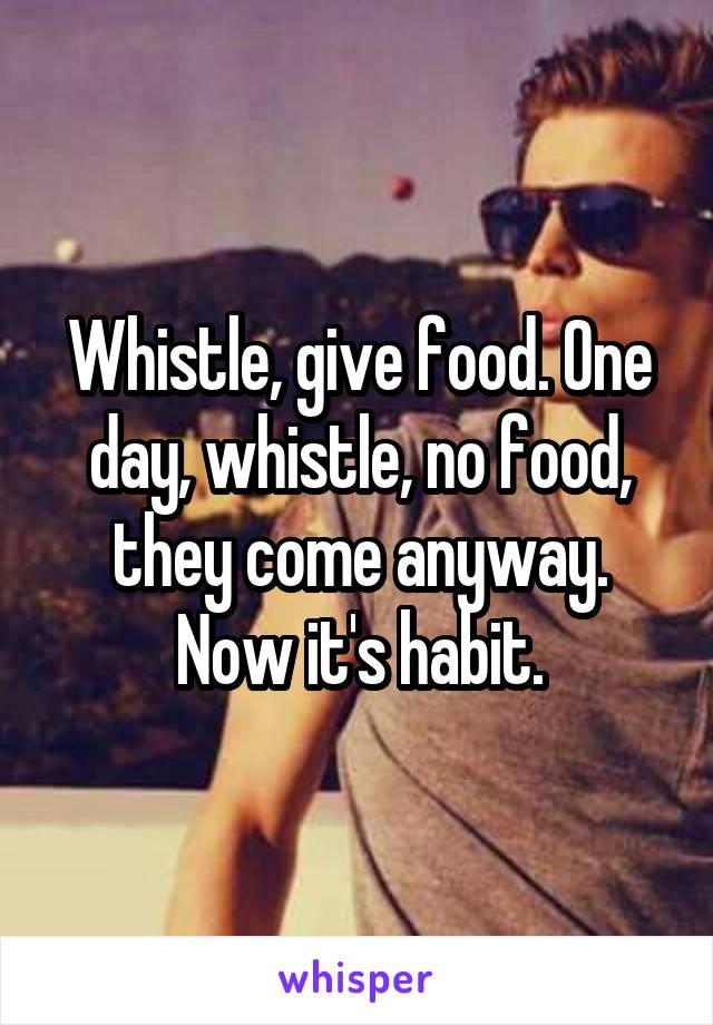 Whistle, give food. One day, whistle, no food, they come anyway. Now it's habit.