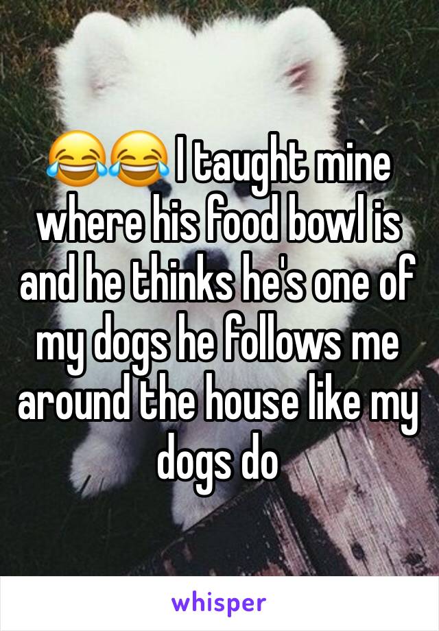 😂😂 I taught mine where his food bowl is and he thinks he's one of my dogs he follows me around the house like my dogs do