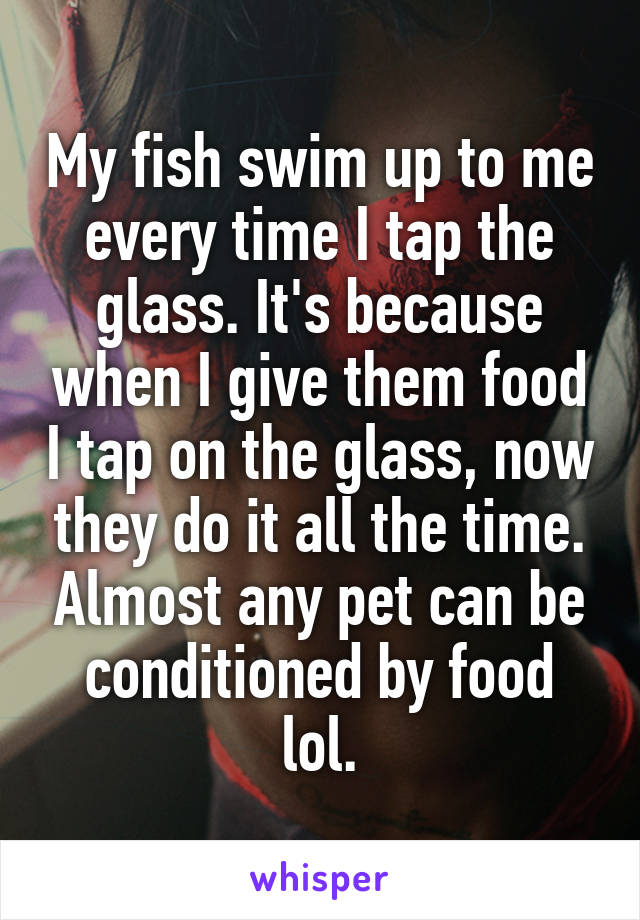 My fish swim up to me every time I tap the glass. It's because when I give them food I tap on the glass, now they do it all the time. Almost any pet can be conditioned by food lol.