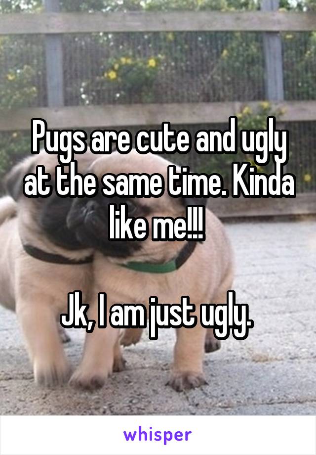 Pugs are cute and ugly at the same time. Kinda like me!!! 

Jk, I am just ugly. 