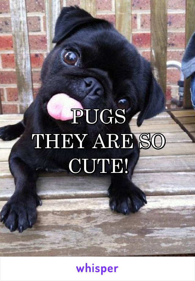 PUGS
THEY ARE SO CUTE!