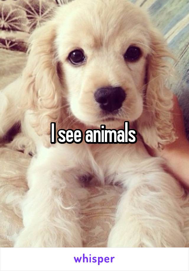 I see animals 