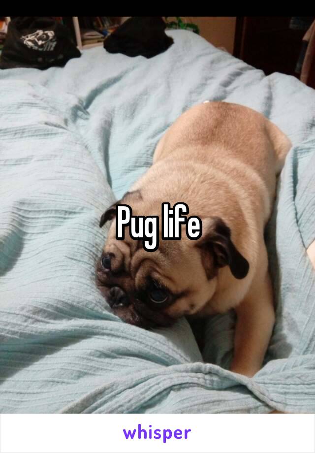 Pug life