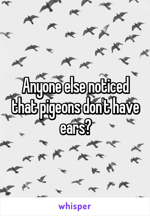 Anyone else noticed that pigeons don't have ears?