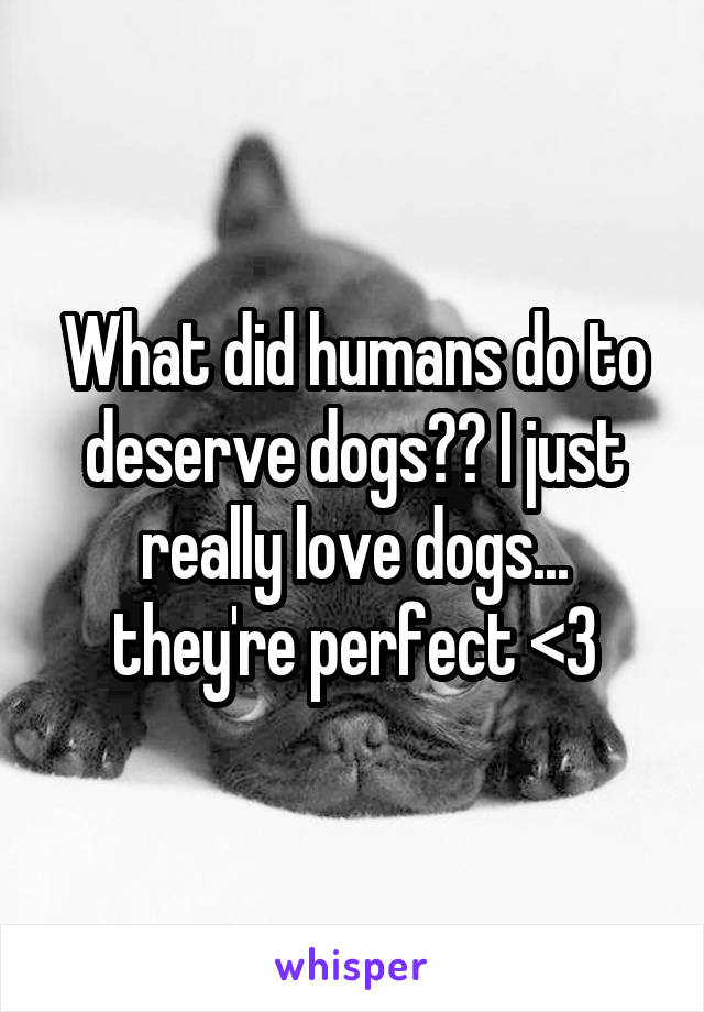 What did humans do to deserve dogs?? I just really love dogs... they're perfect <3