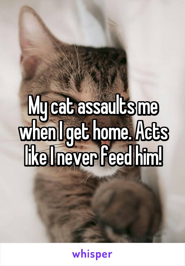 My cat assaults me when I get home. Acts like I never feed him!