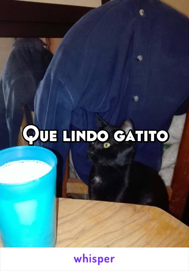 Que lindo gatito