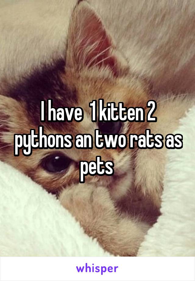 I have  1 kitten 2 pythons an two rats as pets 
