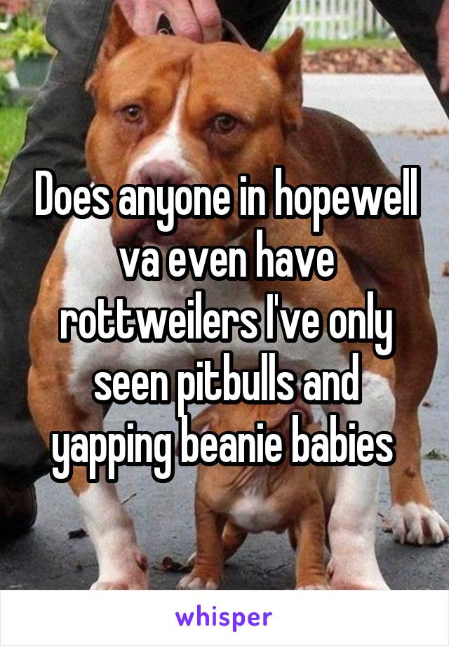 Does anyone in hopewell va even have rottweilers I've only seen pitbulls and yapping beanie babies 