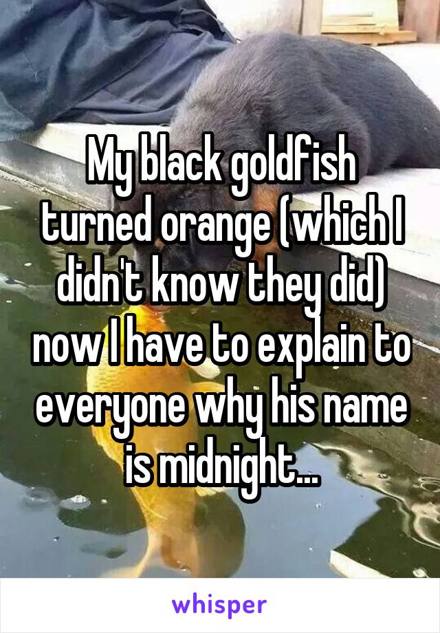 My black goldfish turned orange (which I didn't know they did) now I have to explain to everyone why his name is midnight...