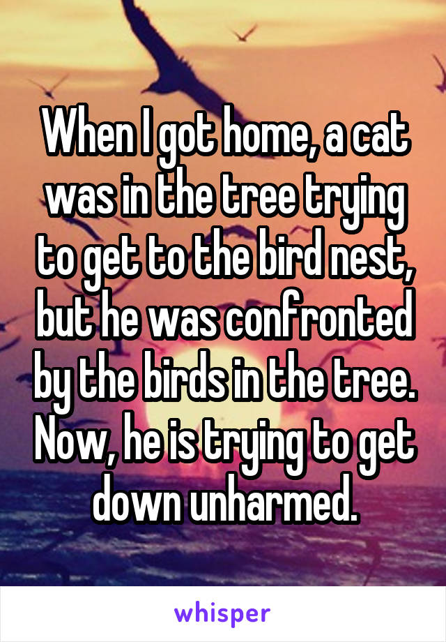 When I got home, a cat was in the tree trying to get to the bird nest, but he was confronted by the birds in the tree. Now, he is trying to get down unharmed.