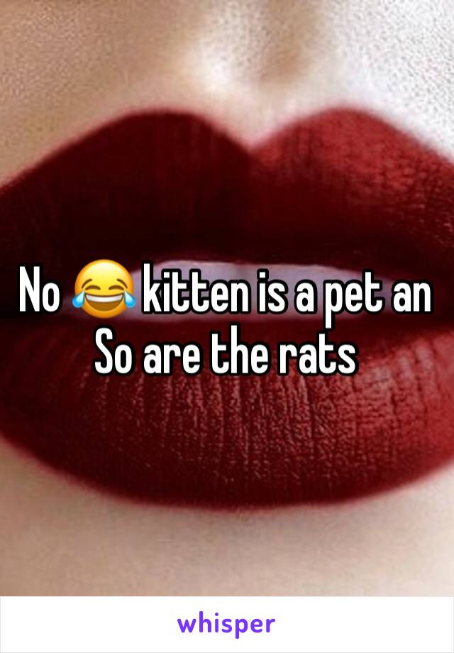 No 😂 kitten is a pet an So are the rats 