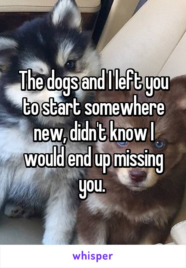 The dogs and I left you to start somewhere new, didn't know I would end up missing you. 