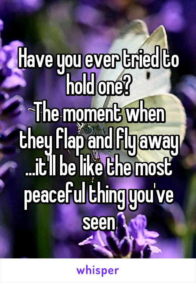 Have you ever tried to hold one?
The moment when they flap and fly away ...it'll be like the most peaceful thing you've seen