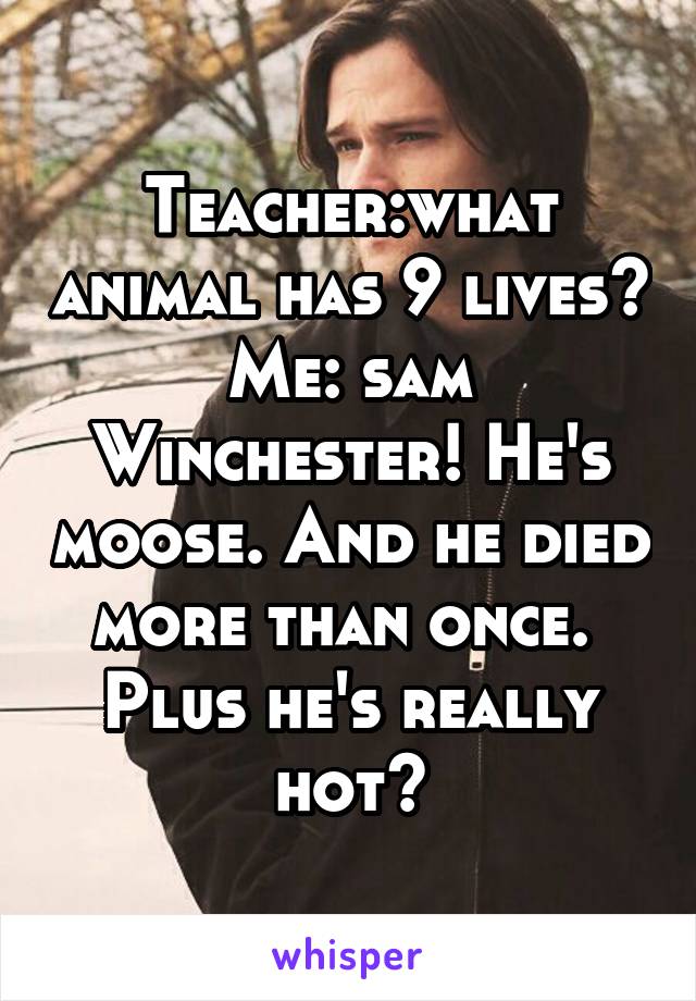 Teacher:what animal has 9 lives?
Me: sam Winchester! He's moose. And he died more than once. 
Plus he's really hot😍