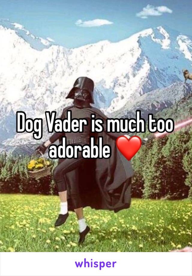 Dog Vader is much too adorable ❤️ 