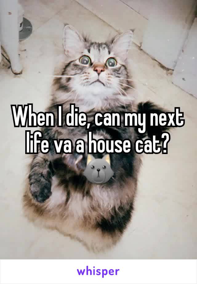 When I die, can my next life va a house cat?🐺