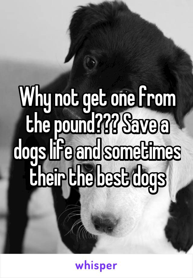 Why not get one from the pound??? Save a dogs life and sometimes their the best dogs