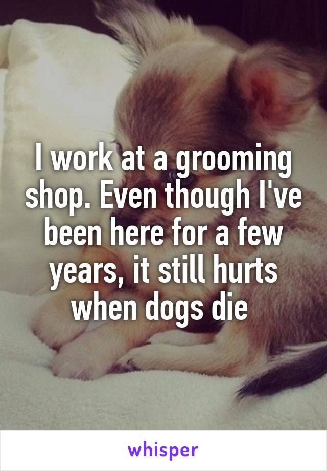 I work at a grooming shop. Even though I've been here for a few years, it still hurts when dogs die 