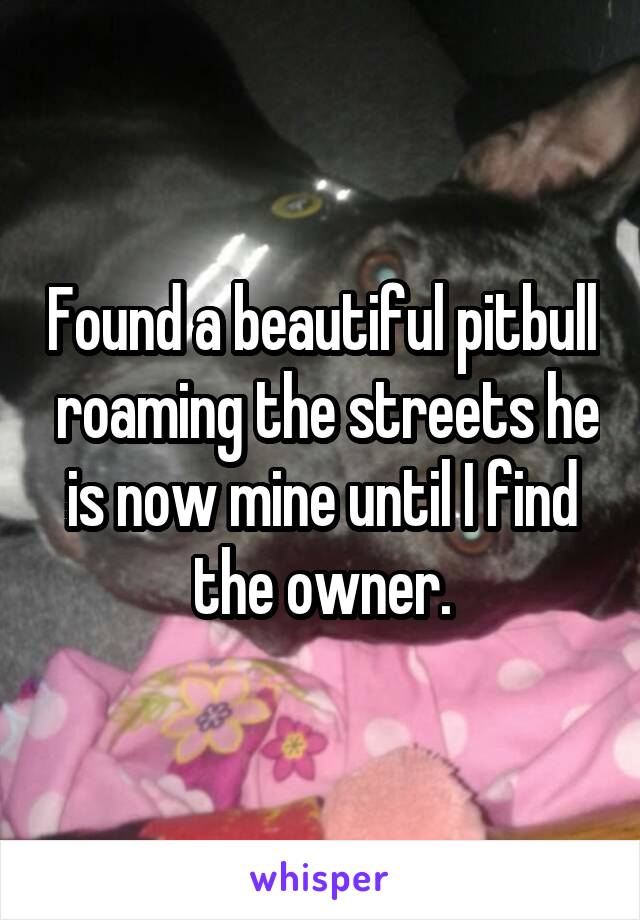 Found a beautiful pitbull  roaming the streets he is now mine until I find the owner.