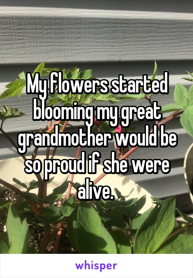 My flowers started blooming my great grandmother would be so proud if she were alive. 