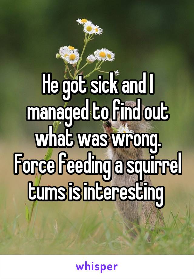 He got sick and I managed to find out what was wrong. Force feeding a squirrel tums is interesting 