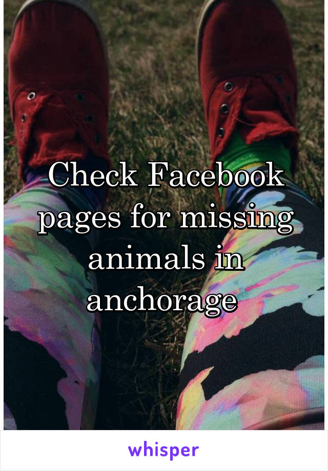 Check Facebook pages for missing animals in anchorage 