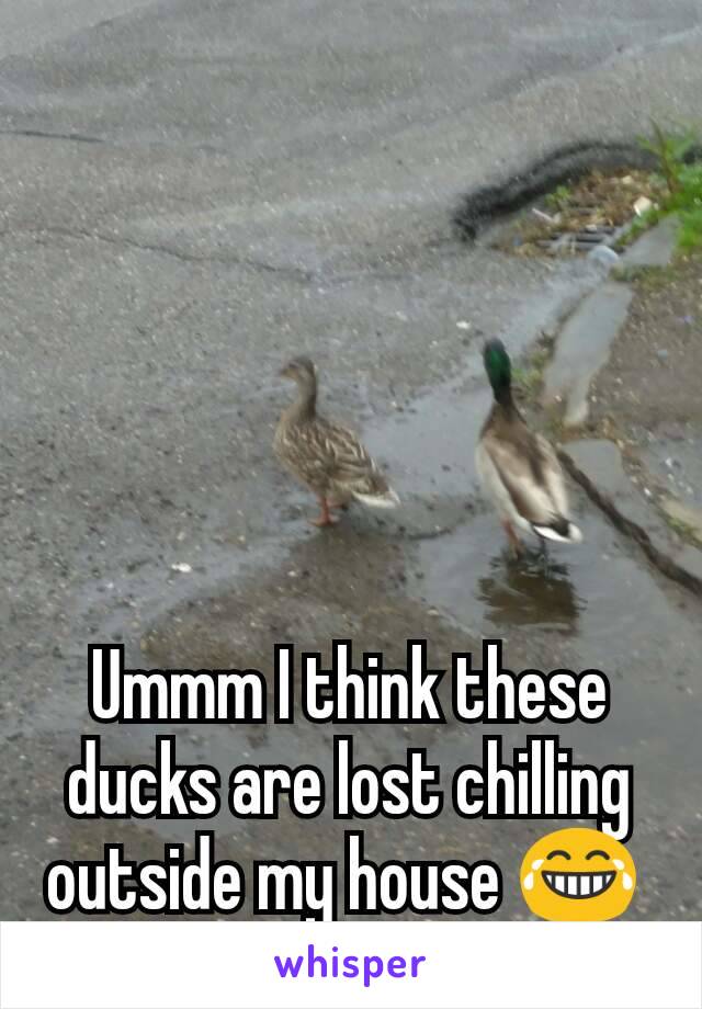 Ummm I think these ducks are lost chilling outside my house 😂 