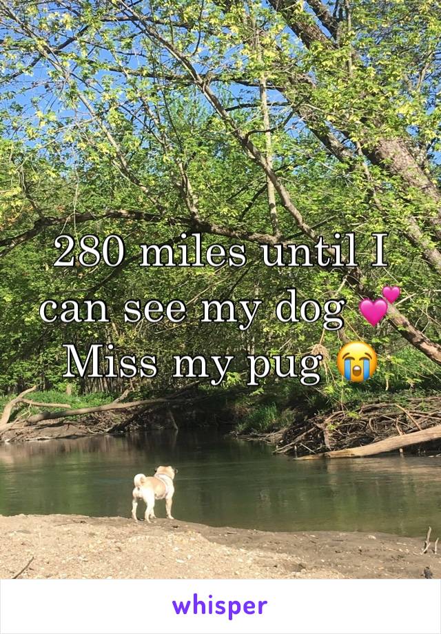 280 miles until I can see my dog 💕 
Miss my pug 😭