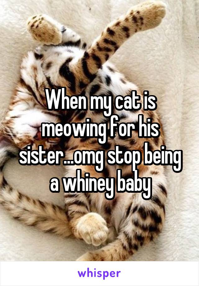 When my cat is meowing for his sister...omg stop being a whiney baby