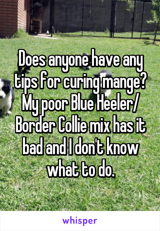 Does anyone have any tips for curing mange? My poor Blue Heeler/ Border Collie mix has it bad and I don't know what to do.