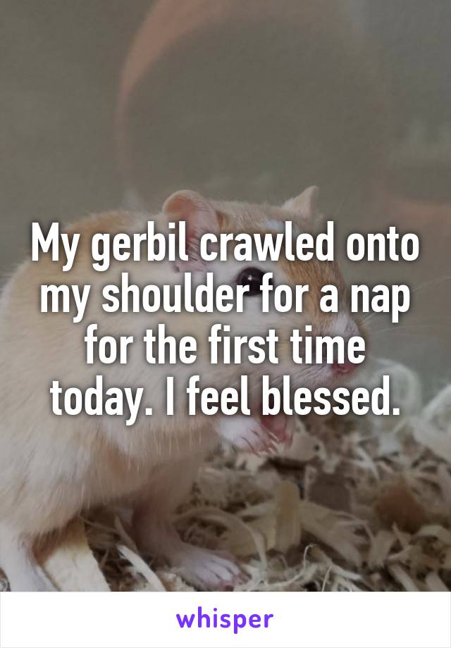 My gerbil crawled onto my shoulder for a nap for the first time today. I feel blessed.