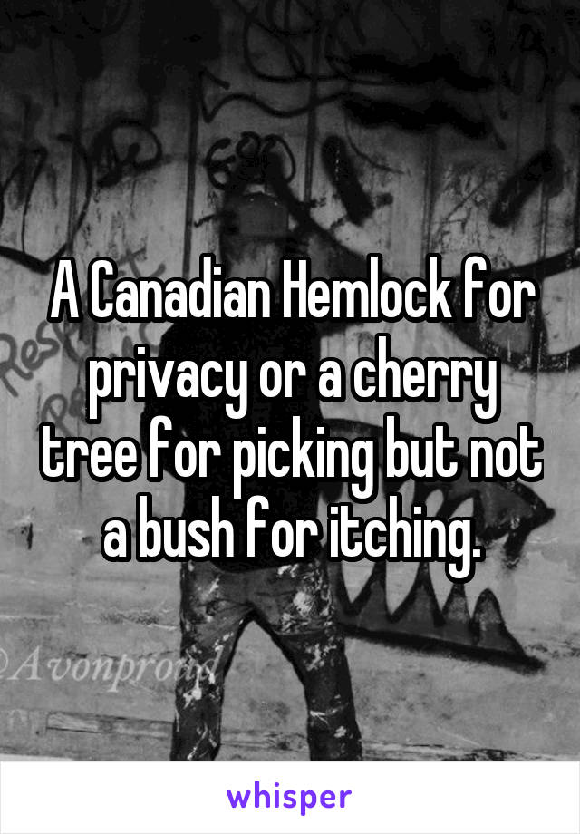 A Canadian Hemlock for privacy or a cherry tree for picking but not a bush for itching.